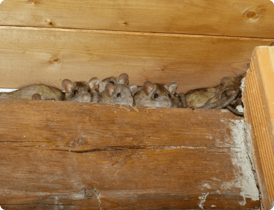 Rat control treatment in Perth