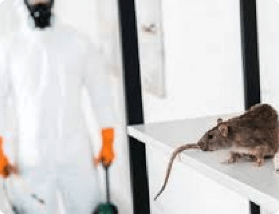 About our Organization in Rat Control Treatment