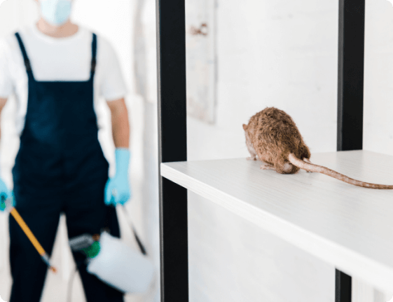 Providing Solutions For Rat Control For 10+ Years