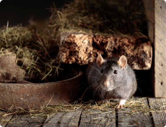 Why Mice Control Treatment