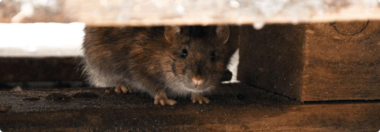 Steps in the Mouse Pest Control Process